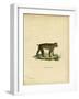 Japanese Macaque-null-Framed Giclee Print