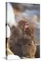 Japanese Macaques Hugging-DLILLC-Stretched Canvas