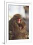 Japanese Macaques Hugging-DLILLC-Framed Premium Photographic Print