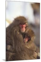 Japanese Macaques Hugging-DLILLC-Mounted Premium Photographic Print