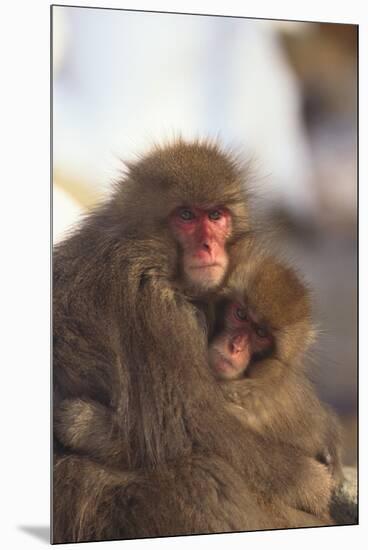 Japanese Macaques Hugging-DLILLC-Mounted Premium Photographic Print