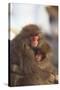 Japanese Macaques Hugging-DLILLC-Stretched Canvas