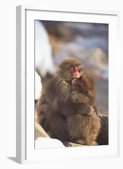 Japanese Macaques Hugging-DLILLC-Framed Photographic Print