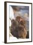 Japanese Macaques Hugging-DLILLC-Framed Photographic Print