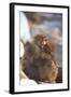 Japanese Macaques Hugging-DLILLC-Framed Photographic Print