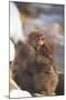 Japanese Macaques Hugging-DLILLC-Mounted Photographic Print