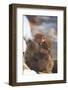 Japanese Macaques Hugging-DLILLC-Framed Photographic Print