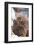 Japanese Macaques Hugging-DLILLC-Framed Photographic Print