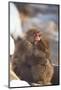 Japanese Macaques Hugging-DLILLC-Mounted Photographic Print