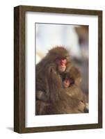 Japanese Macaques Hugging-DLILLC-Framed Photographic Print