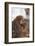 Japanese Macaques Hugging-DLILLC-Framed Photographic Print