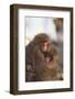 Japanese Macaques Hugging-DLILLC-Framed Photographic Print