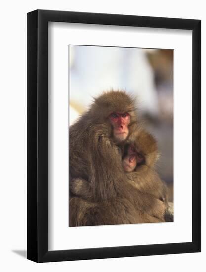 Japanese Macaques Hugging-DLILLC-Framed Photographic Print