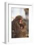 Japanese Macaques Hugging-DLILLC-Framed Photographic Print