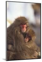 Japanese Macaques Hugging-DLILLC-Mounted Photographic Print