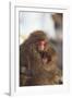 Japanese Macaques Hugging-DLILLC-Framed Photographic Print