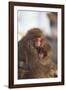 Japanese Macaques Hugging-DLILLC-Framed Photographic Print