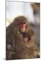 Japanese Macaques Hugging-DLILLC-Mounted Photographic Print