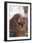 Japanese Macaques Hugging-DLILLC-Framed Photographic Print