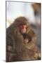 Japanese Macaques Hugging-DLILLC-Mounted Photographic Print