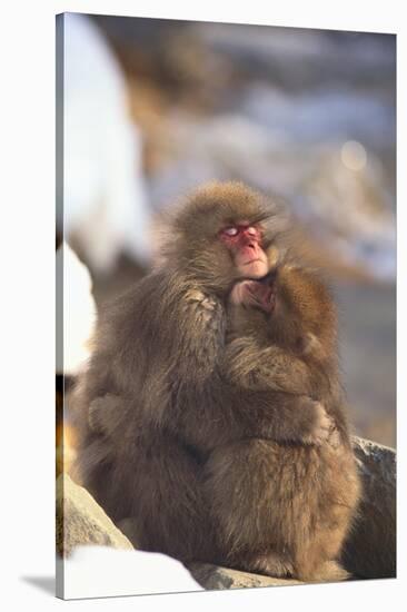 Japanese Macaques Hugging-DLILLC-Stretched Canvas