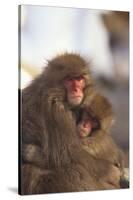 Japanese Macaques Hugging-DLILLC-Stretched Canvas