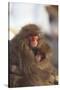 Japanese Macaques Hugging-DLILLC-Stretched Canvas