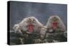 Japanese Macaques in Hot Spring-DLILLC-Stretched Canvas