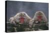 Japanese Macaques in Hot Spring-DLILLC-Stretched Canvas