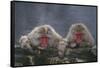 Japanese Macaques in Hot Spring-DLILLC-Framed Stretched Canvas