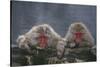 Japanese Macaques in Hot Spring-DLILLC-Stretched Canvas