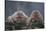 Japanese Macaques in Hot Spring-DLILLC-Stretched Canvas