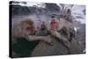 Japanese Macaques in Hot Spring-DLILLC-Stretched Canvas