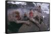 Japanese Macaques in Hot Spring-DLILLC-Framed Stretched Canvas