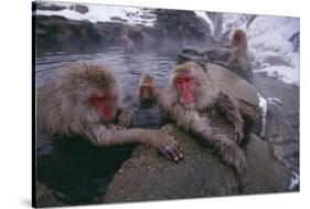 Japanese Macaques in Hot Spring-DLILLC-Stretched Canvas