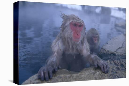 Japanese Macaques in Hot Spring-DLILLC-Stretched Canvas