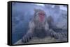 Japanese Macaques in Hot Spring-DLILLC-Framed Stretched Canvas