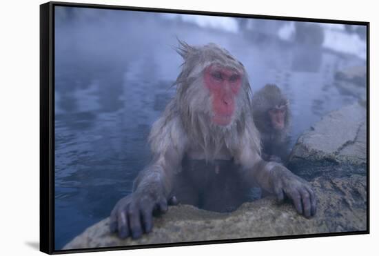 Japanese Macaques in Hot Spring-DLILLC-Framed Stretched Canvas