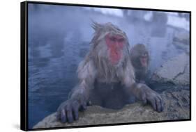 Japanese Macaques in Hot Spring-DLILLC-Framed Stretched Canvas