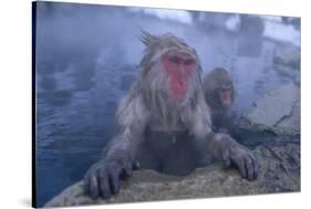 Japanese Macaques in Hot Spring-DLILLC-Stretched Canvas