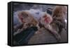 Japanese Macaques in Hot Spring-DLILLC-Framed Stretched Canvas