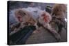 Japanese Macaques in Hot Spring-DLILLC-Stretched Canvas