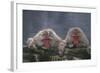 Japanese Macaques in Hot Spring-DLILLC-Framed Photographic Print