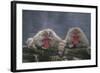 Japanese Macaques in Hot Spring-DLILLC-Framed Photographic Print
