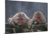 Japanese Macaques in Hot Spring-DLILLC-Mounted Photographic Print