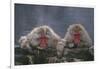 Japanese Macaques in Hot Spring-DLILLC-Framed Photographic Print