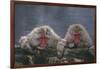 Japanese Macaques in Hot Spring-DLILLC-Framed Photographic Print