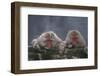 Japanese Macaques in Hot Spring-DLILLC-Framed Photographic Print