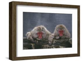 Japanese Macaques in Hot Spring-DLILLC-Framed Photographic Print