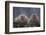 Japanese Macaques in Hot Spring-DLILLC-Framed Photographic Print